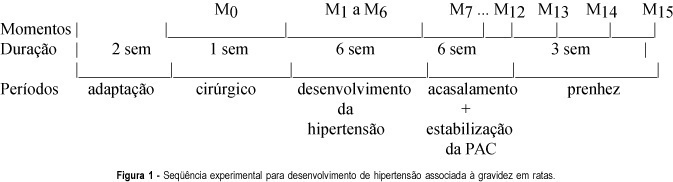 Experimental hypertension and pregnancy in rats: use of Goldblatt I (one kidney — one clip model)