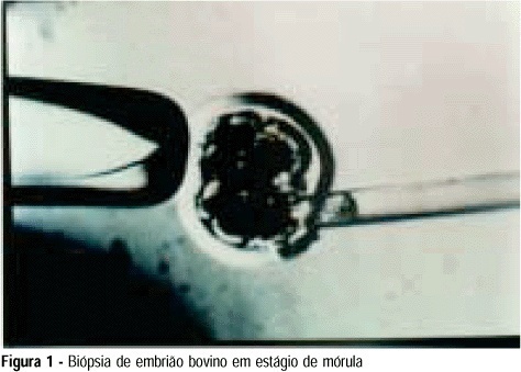 Evaluation of the Post-Biopsy Development of Bovine Embryos: Proposal of a Training Model