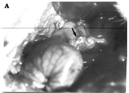 Ovarian Autotransplantation to the Greater Omentum: Experimental Model