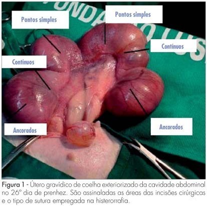 Anatomopathological evaluation of uterine scars according to the type of surgical suture (experimental model)
