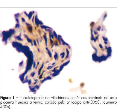 The macrophages in the placenta during labor