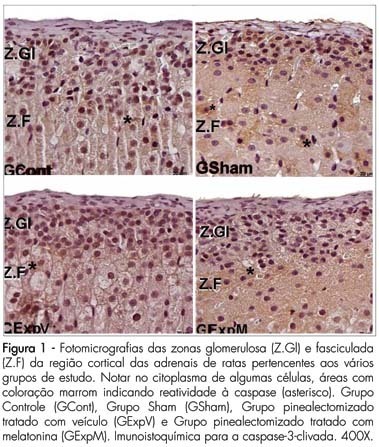 Melatonin action in apoptosis and vascular endothelial growth factor in adrenal cortex of pinealectomized female rats