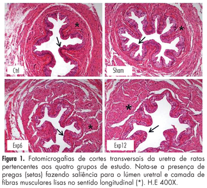 Morphological aspects of the urethra in female rats after electrical stimulation of the pelvic floor