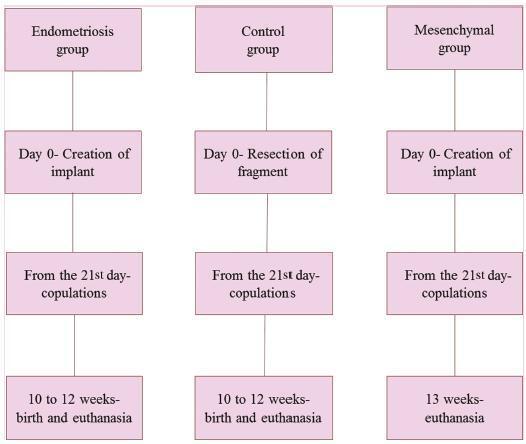 The Effect of Mesenchymal Stem Cells on Fertility in Experimental Retrocervical Endometriosis
