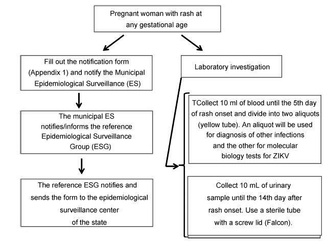 Zika Virus Infection in Pregnant Women and Microcephaly