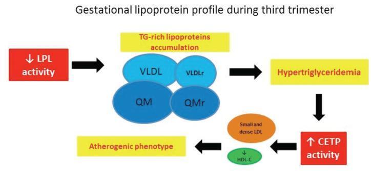 Lipoprotein Profile Modifications during Gestation: A Current Approach to Cardiovascular risk surrogate markers and Maternal-fetal Unit Complications