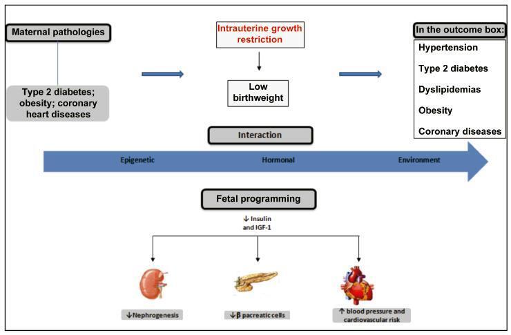Hormonal Biomarkers for Evaluating the Impact of Fetal Growth Restriction on the Development of Chronic Adult Disease