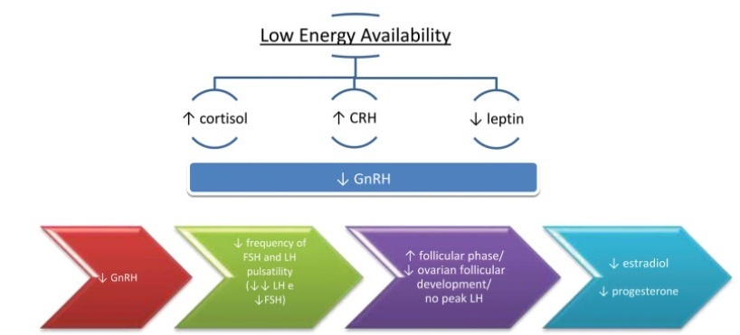 The Female Athlete Triad/Relative Energy Deficiency in Sports (RED-S)