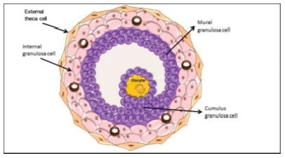 Morphology and Biochemistry of Ovulation Morfologia e bioquímica da ovulação