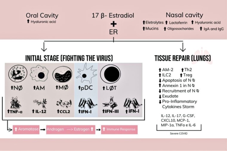 Analysis of the Role of Female Hormones During Infection by COVID-19