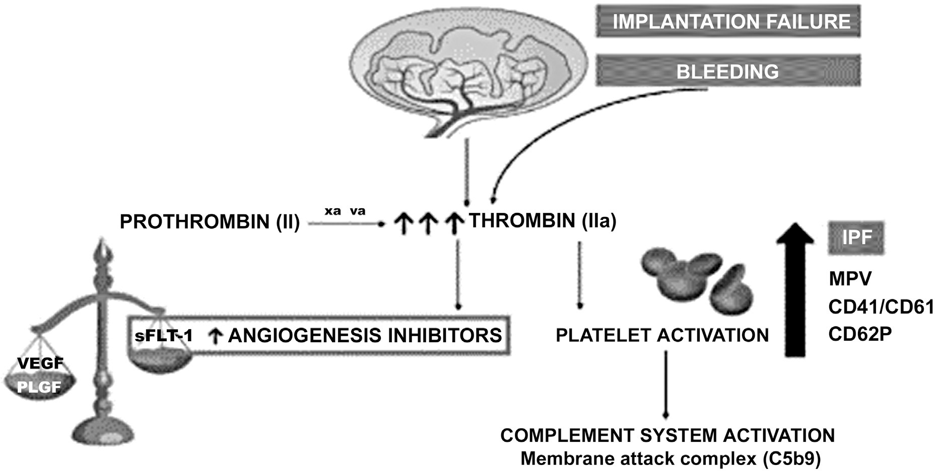 Immature Platelet Fraction and Thrombin Generation: Preeclampsia Biomarkers