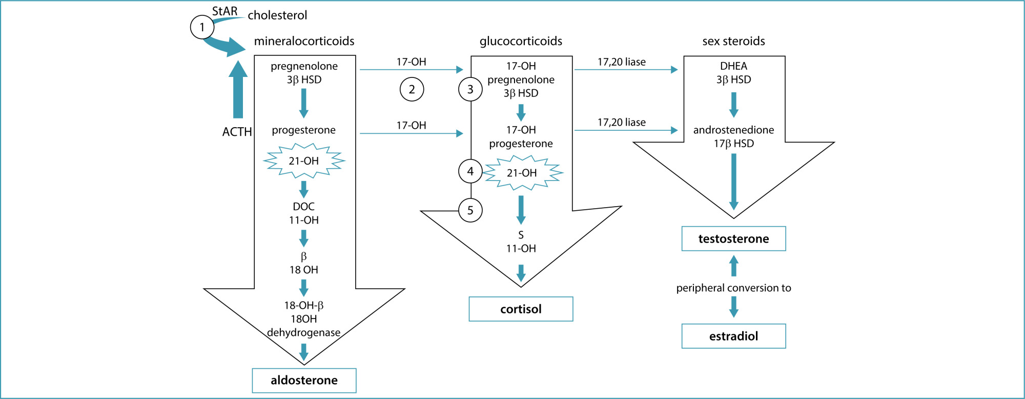 Nonclassic congenital adrenal hyperplasia due to 21-hydroxylase deficiency in women: diagnosis and treatment: Number 11 – 2024